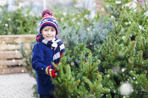 Real christmas trees northampton