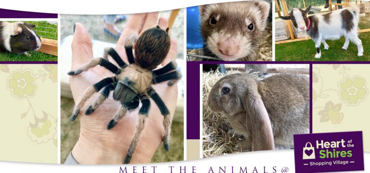 Meet the Animals – A FREE Event