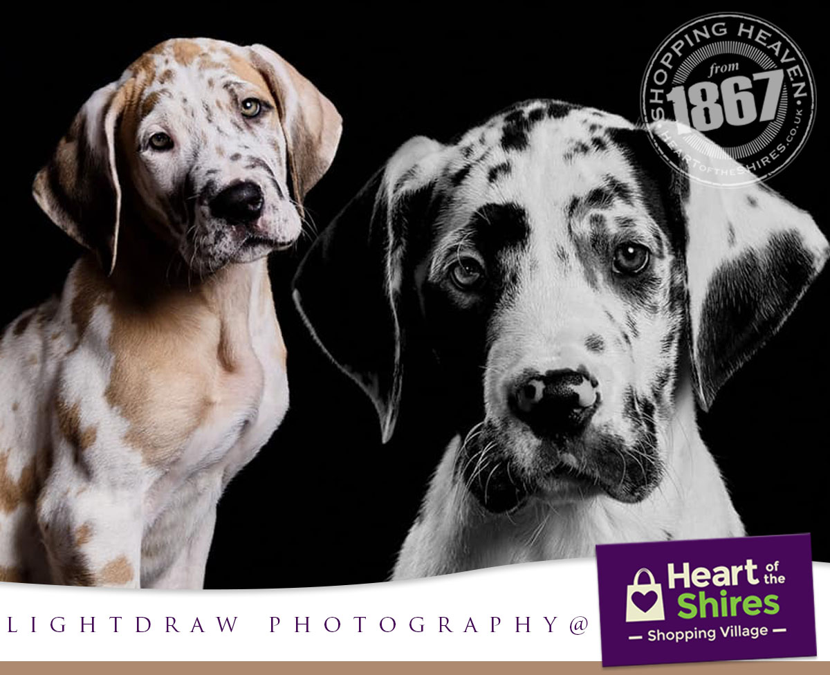 heart of the shires photo studio